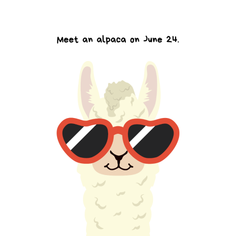 Alpaca