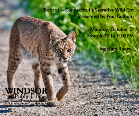 bobcat stalking