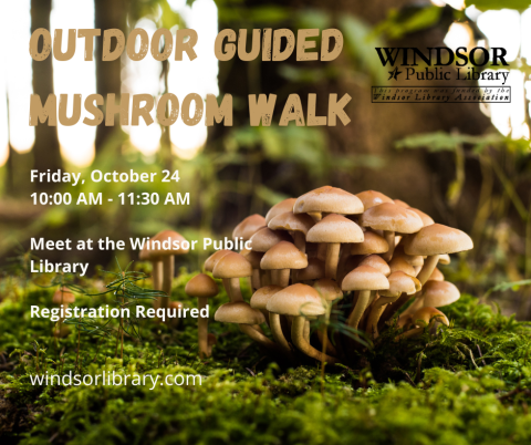 outdoor guided mushroom walk