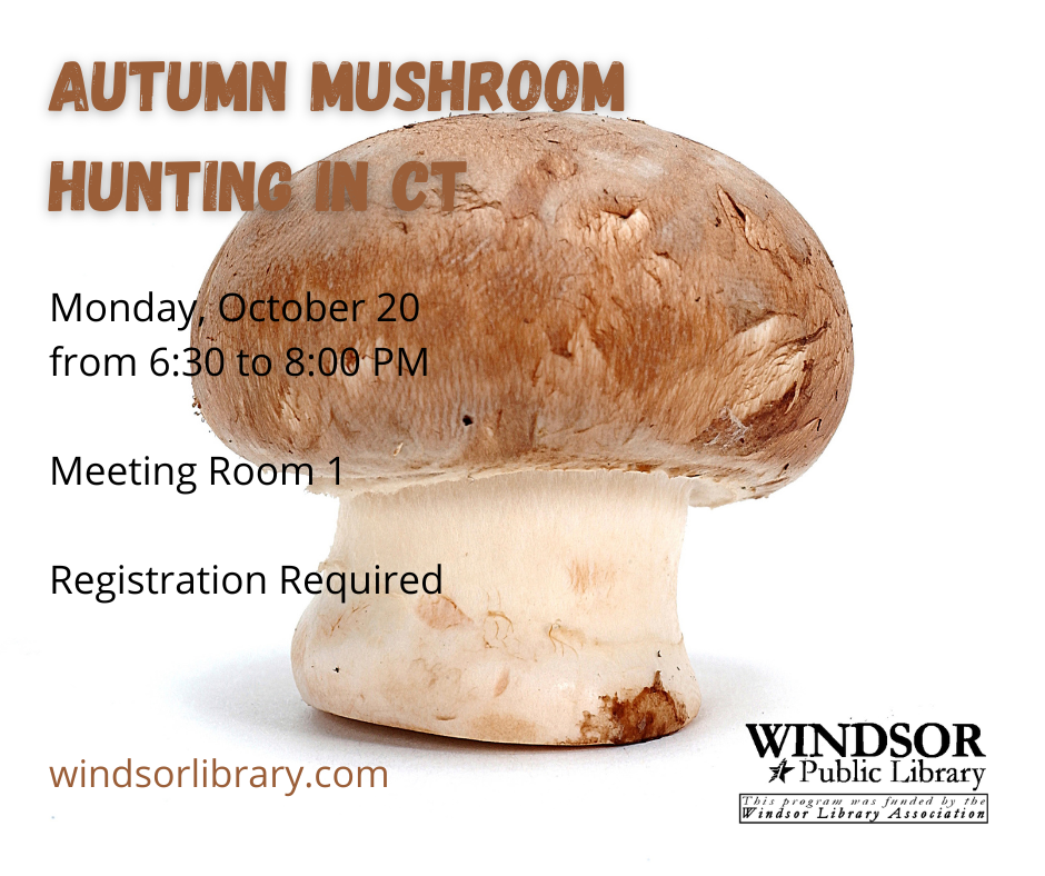 mushroom hunting in ct